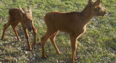 Экопарк приютил маленьких лосей из Чернобыльской зоны