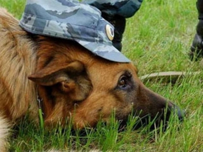 Харьковские служебные собаки лучшие в Украине