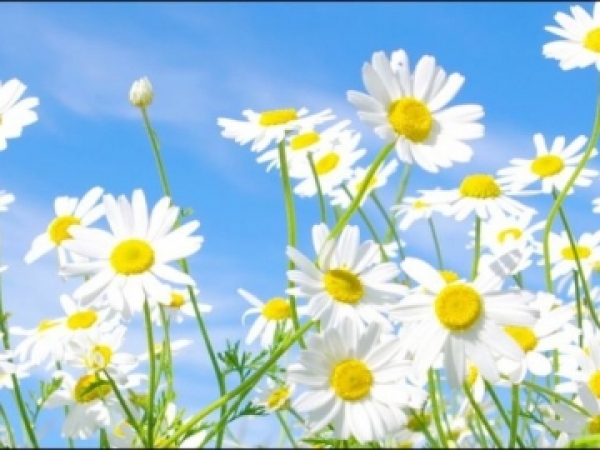 В лагере «Ромашка» открылся летний сезон