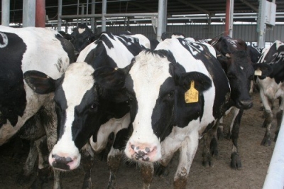 Руководство Харькова купило телочек