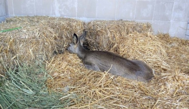 Под Харьковом сбили косулю - животное передали в экопарк