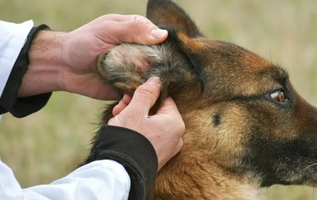 Свербіж вух у собак — завітайте до ветеринара-дерматолога
