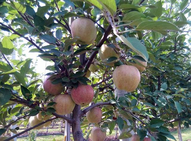 Убытки в $1,5 млн причинили оккупанты «Харьковской фруктовой компании»