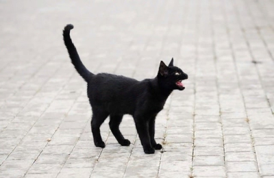 В селе Поповка обнаружили бешеного кота