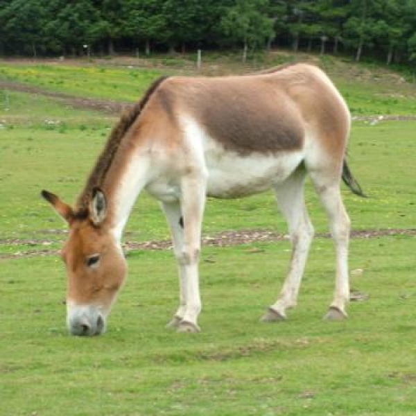 В Харьковском зоопарке новый обитатель
