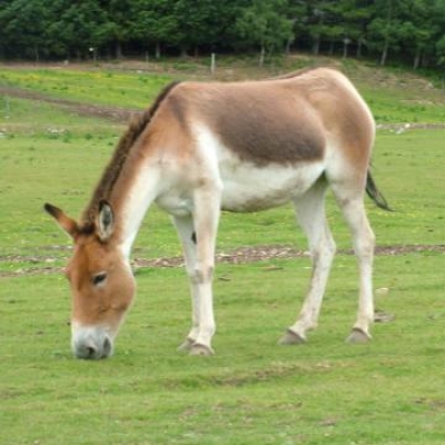 В Харьковском зоопарке новый обитатель