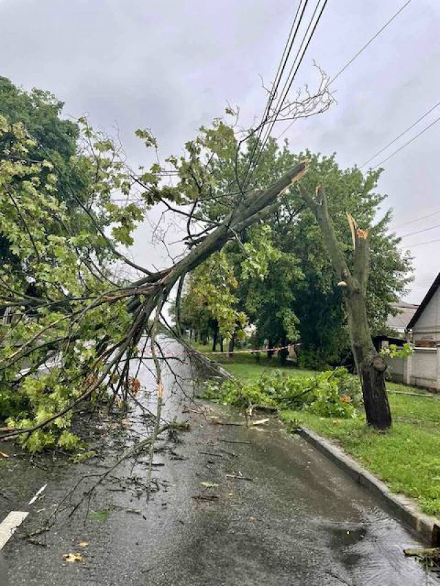 Непогода повалила и поломала сотни деревьев в областном центре