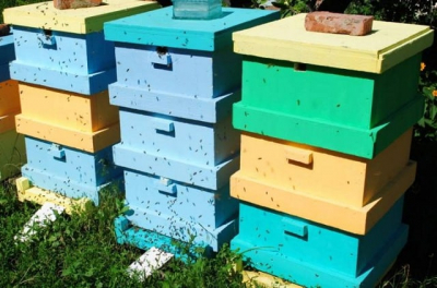 Преимущества ульев из пенополистирола в пчеловодстве: легкость и теплоизоляция