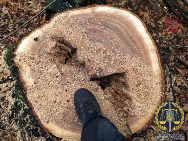 В Змиевском районе разоблачили «черных» лесорубов