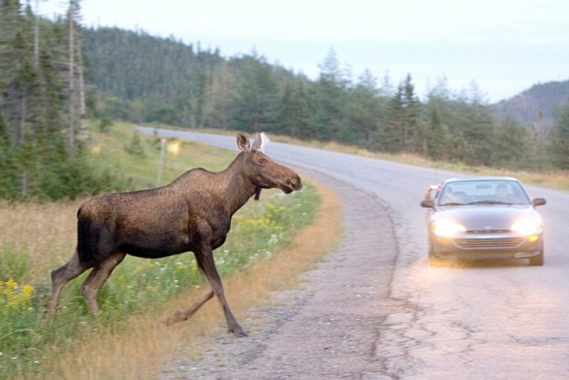 На трассе под Полтавой выбежавший на дорогу лось убил харьковчанку