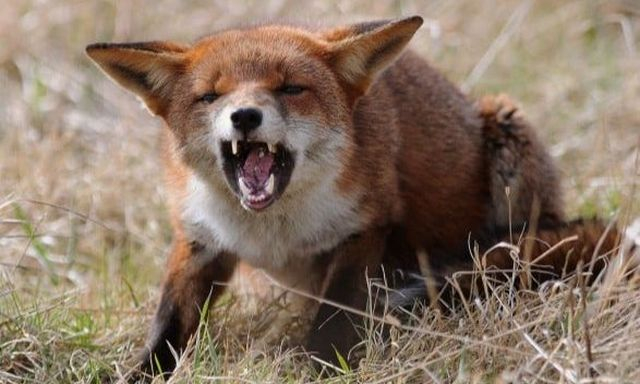 В селе Смирновка бешеная лисица укусила женщину