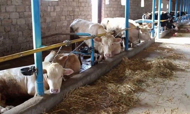 Мясное направление осваивает агрофирма «Песчанская»