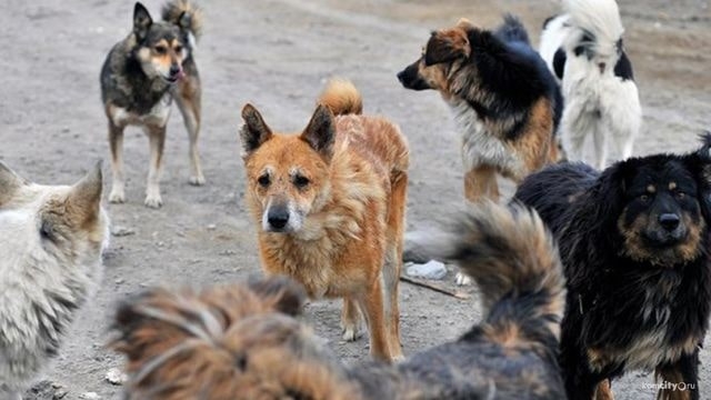 В Чугуеве на девушку напала стая бродячих собак