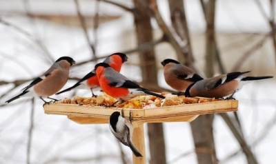 Зоологи рассказали, чем кормить птиц