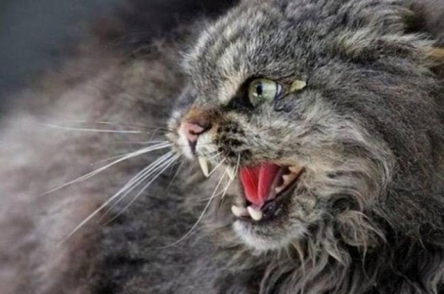 В Бабаях нашли бешеного кота – введен карантин