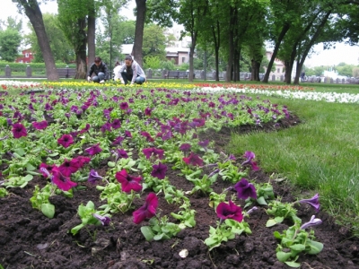 В Харькове высадят клумбу с «орнаментом Ермилова»