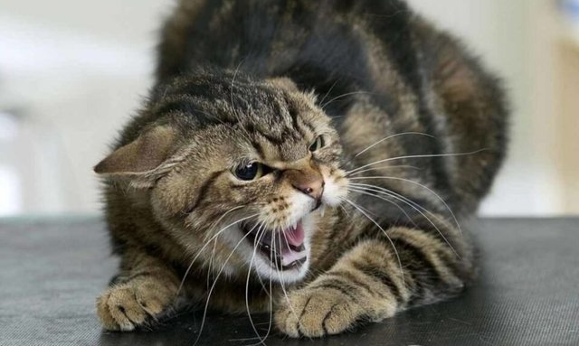 В Валковской громаде бешеный кот покусал мужчину – введен карантин