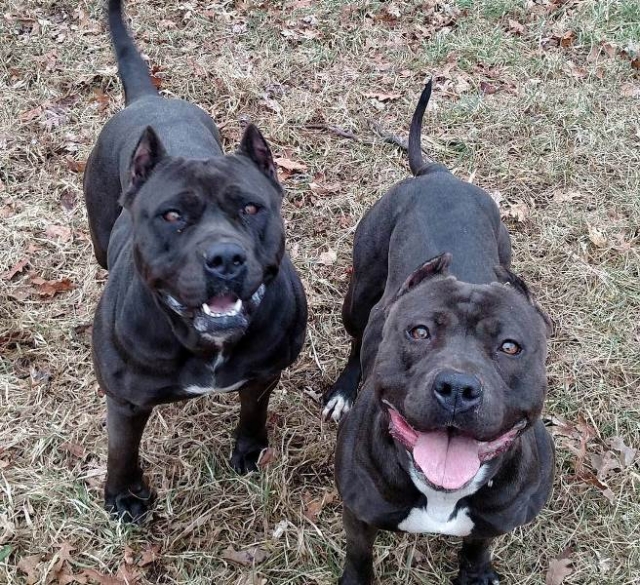 Хозяин питбулей, напавших на молодого мужчину, предстанет перед судом