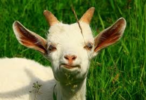 На Харьковщине мужчина украл козленка