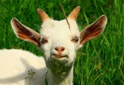 На Харьковщине мужчина украл козленка