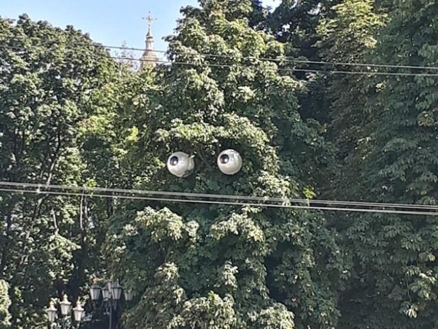 В центре Харькова у дерева «выросли» глаза (фото)