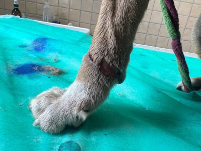 Состояние собак, которых изъяли у жительницы Докучаевска, поразило ветеринаров