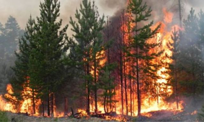 Убытки от войны в экологической сфере на Харьковщине превысили полтриллиона гривен