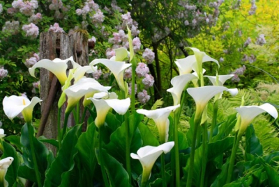 Як кали використовуються у ландшафтному дизайні