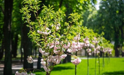 В Харькове зацвел подарок японцев