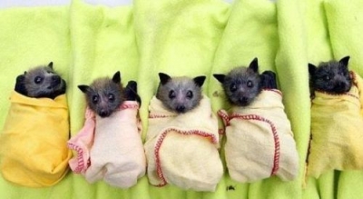 Летучее пополнение в экологическом парке Харькова