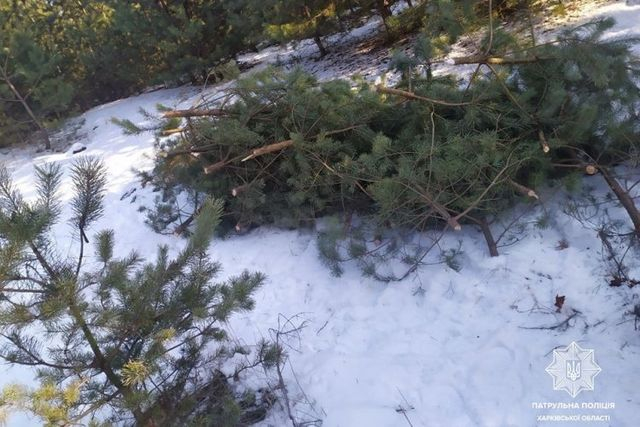 В поселке Жихарь задержали браконьера, срубившего почти 30 сосен