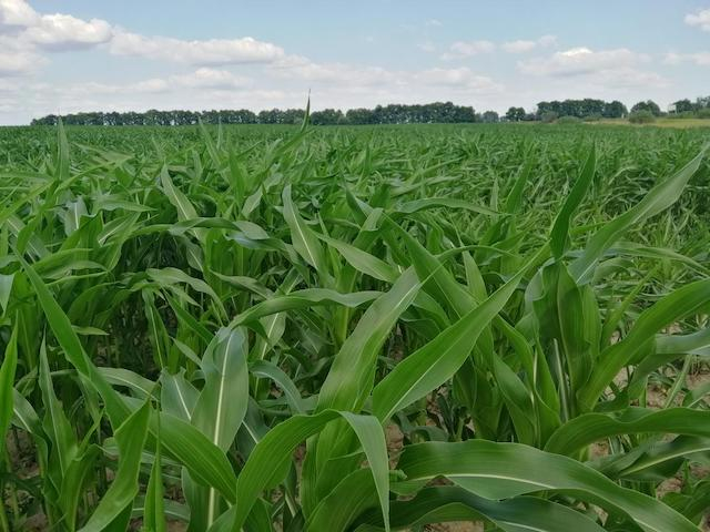 Суд обязал фермера вернуть земли в собственность громады