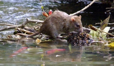 Инфицированные зверьки на Печенегах