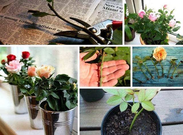 Как посадить розы из букета (черенкование) в домашних условиях