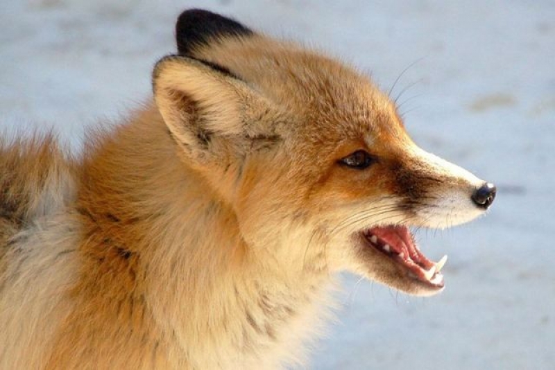 Случаи бешенства на Харьковщине: лиса укусила жителя Мерефы