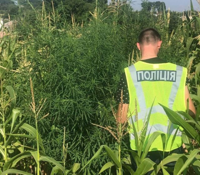 В пос. Каменная Яруга среди кукурузы нашли коноплю