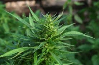 Задержали очередного наркомана на Харьковщине