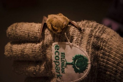 Потревоженных во время зимней спячки летучих мышей спасли сотрудники Экопарка