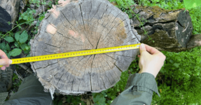 Лесничий Чемужовского лесничества предстанет перед судом