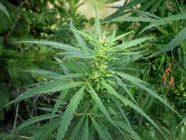 Задержан наркоман и владелец плантации конопли