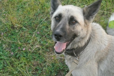 В Харькове поймали собаку-наркокурьера