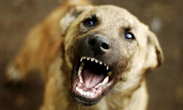 Спустя несколько месяцев после укуса собаки умерла ее хозяйка