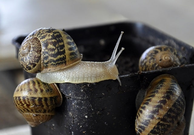 Самые известные блюда из улиток: обзор и особенности