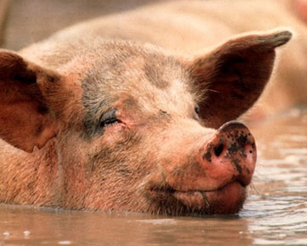 Фермер выбрасывал туши свиней в Лопань