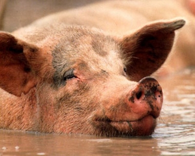 Фермер выбрасывал туши свиней в Лопань