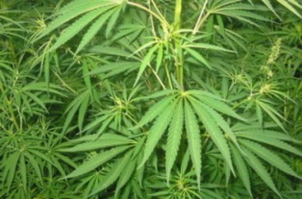 Милиционеры задержали владельца наркопритона