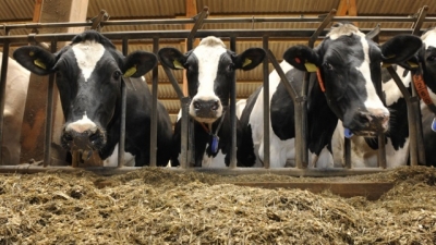 Коров содержали в антисанитарных условиях