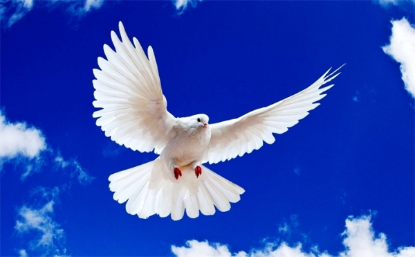 Состоялась акция «Голубь Памяти и Мира»