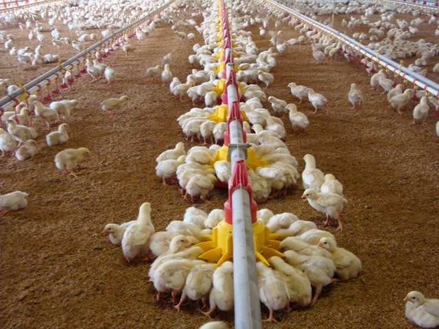 Системы автоматического кормления птицы: виды, особенности, как подобрать