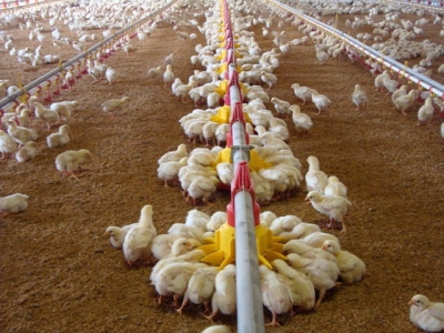 Системы автоматического кормления птицы: виды, особенности, как подобрать